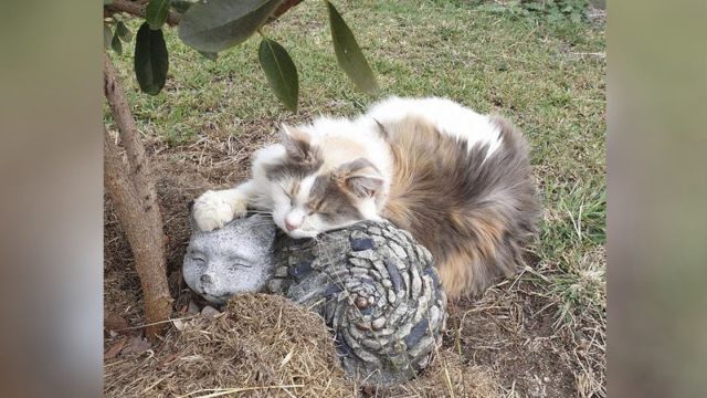 A este gato le encanta acurrucarse con su mejor amigo de roca