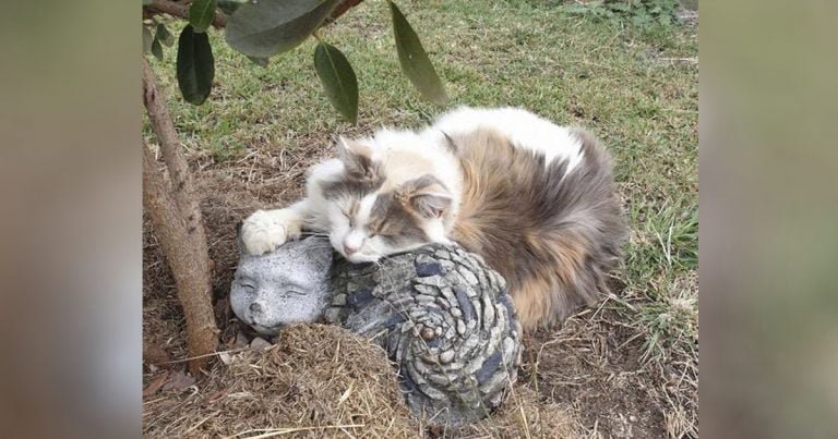A este gato le encanta acurrucarse con su mejor amigo de roca