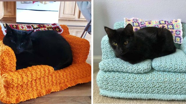 Algunas personas usan su tiempo libre para tejer pequeños sofás para gatos