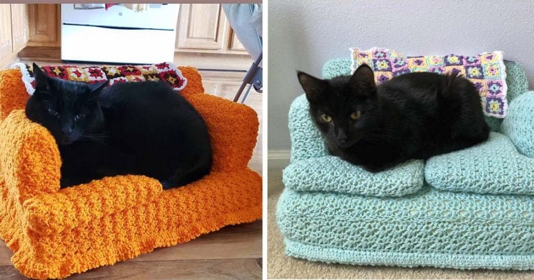 Algunas personas usan su tiempo libre para tejer pequeños sofás para sus gatos