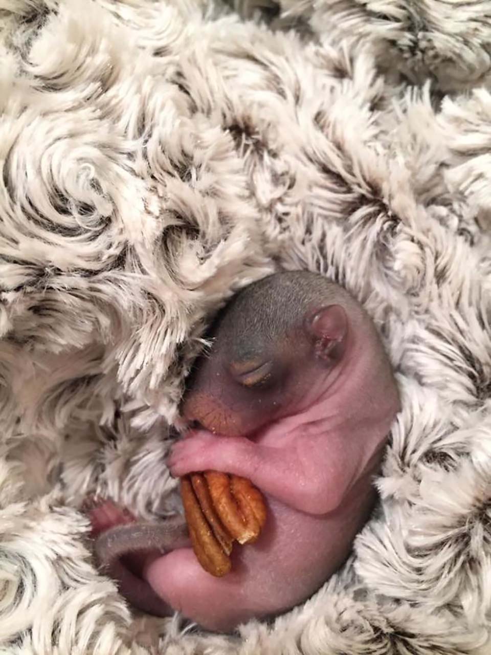Ardilla bebé duerme