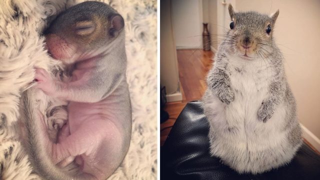 Ardilla bebé encontrada cama se convierte favorita familia