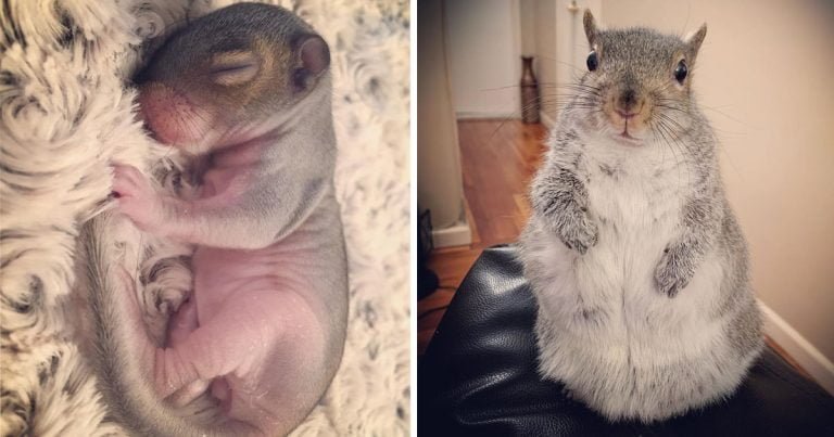 Ardilla bebé encontrada en una cama crece para convertirse en la preferida de la familia