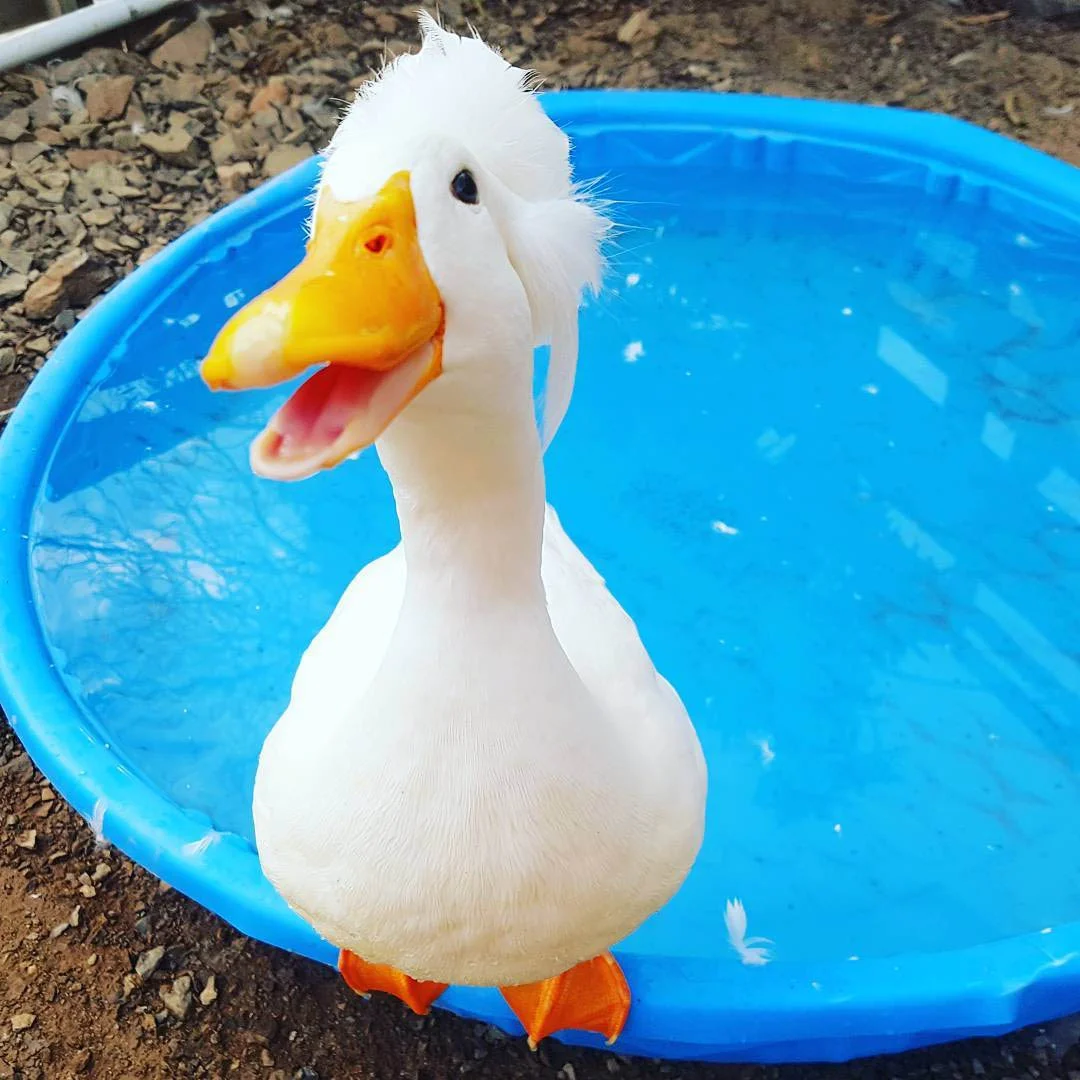 Atún el pato