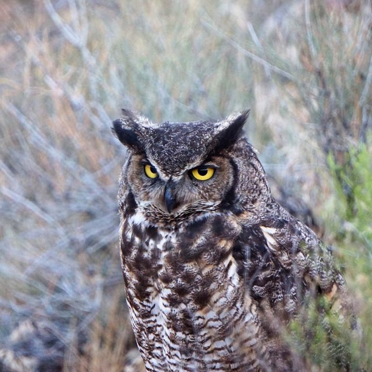 Pájaros hermosos de los que posiblemente no has escuchado antes