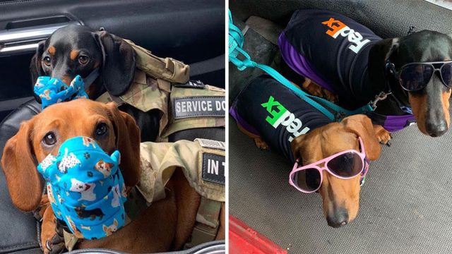 Conductor Fedex lleva perros trabajo
