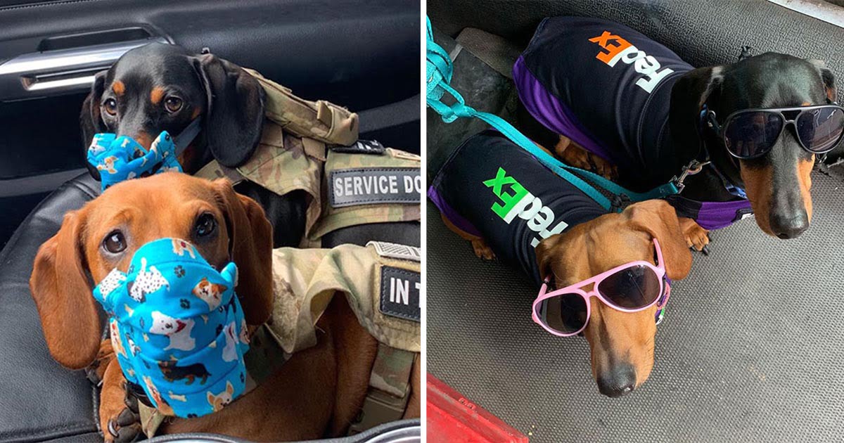 Conductor Fedex lleva perros trabajo