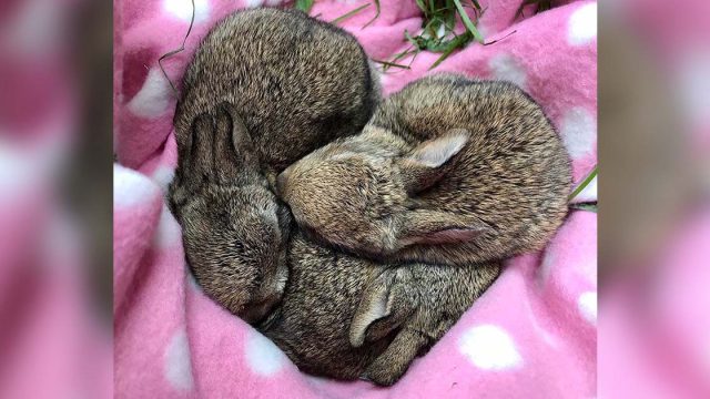 Conejos bebés rescatados toman siesta