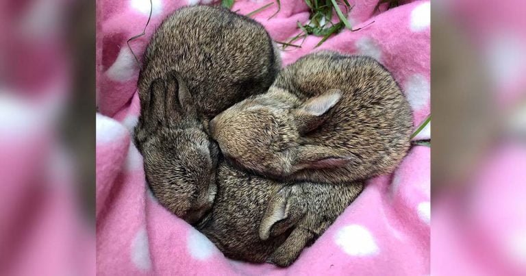 Conejos bebés toman la siesta más dulce después de ser rescatados