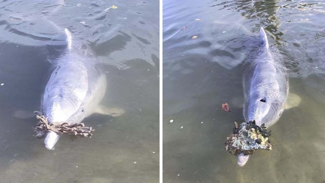 Delfín trae regalos a los humanos del fondo del océano