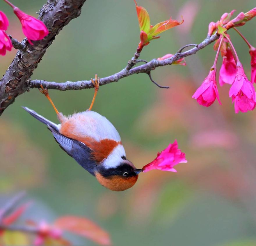 Este bushtit de garganta negra será lo más lindo que verás hoy