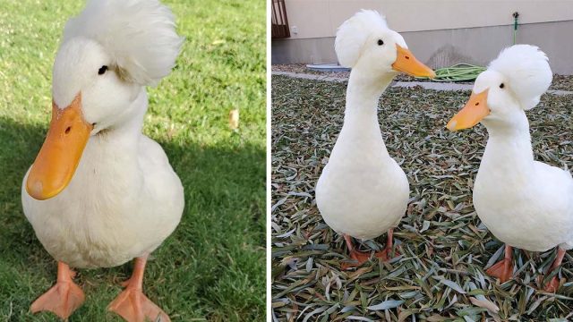 Estos patos parece que llevaran pelucas