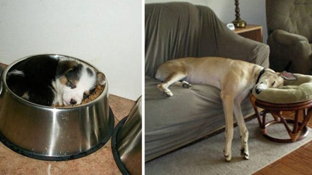 Fotos que prueban que los perros pueden tomar una siesta en cualquier sitio