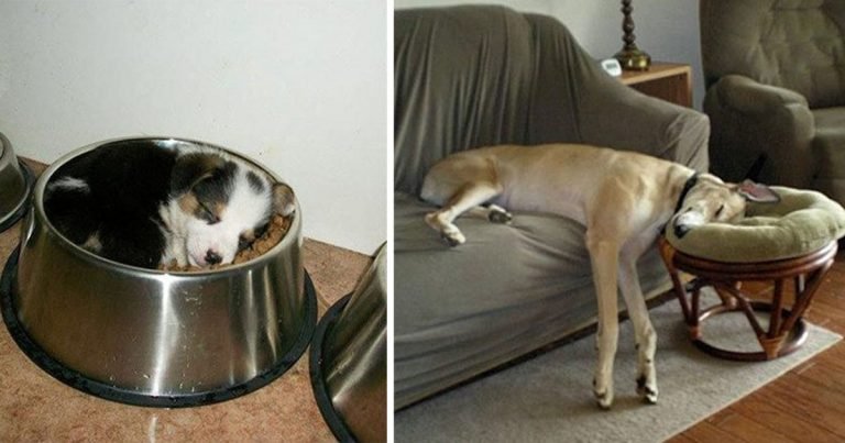 Fotos que prueban que los perros pueden tomar una siesta en cualquier lugar
