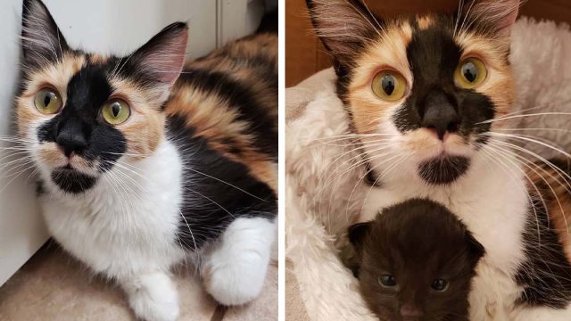 Gata sin hogar está tan feliz de encontrar una familia para ayudar a sus gatitos