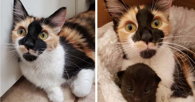 Gata sin hogar está tan feliz de encontrar una familia para ayudar a sus gatitos