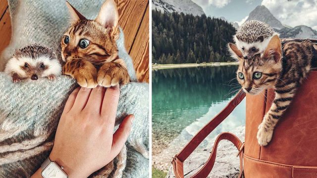 Gato y erizo son los mejores amigos