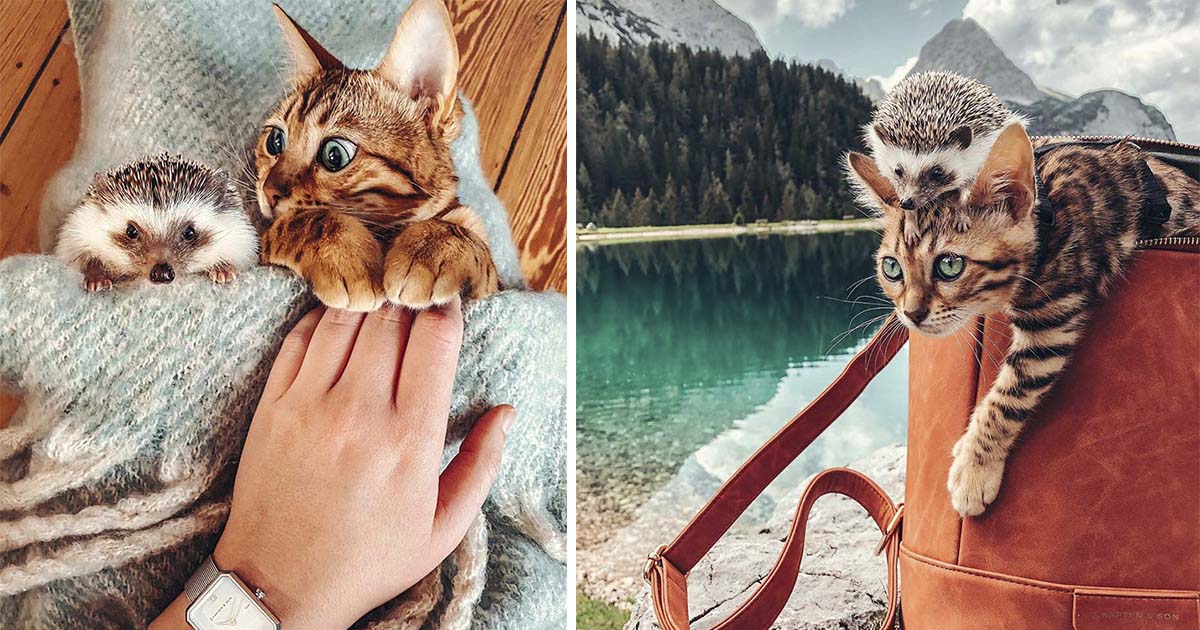 Gato y erizo son los mejores amigos