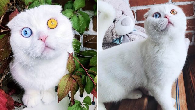 Hermoso gato scottish fold ojos color azul amarillo