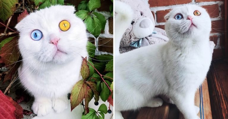 Hermoso gato Fold escocés tiene unos ojos encantadores de color azul y amarillo