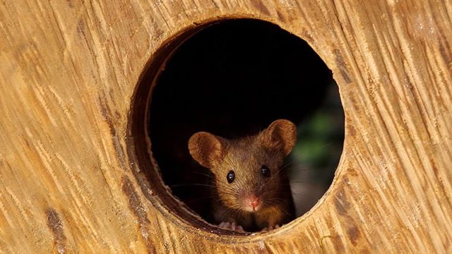Hombre construye pequeña aldea ratones