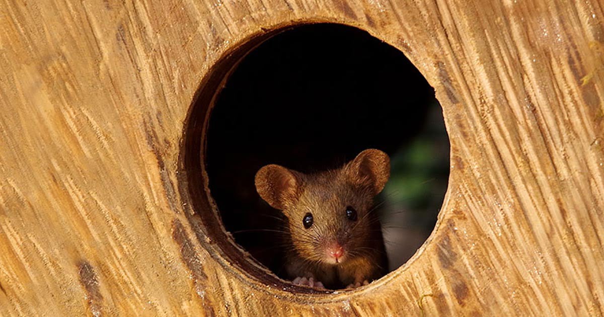 Hombre construye pequeña aldea ratones