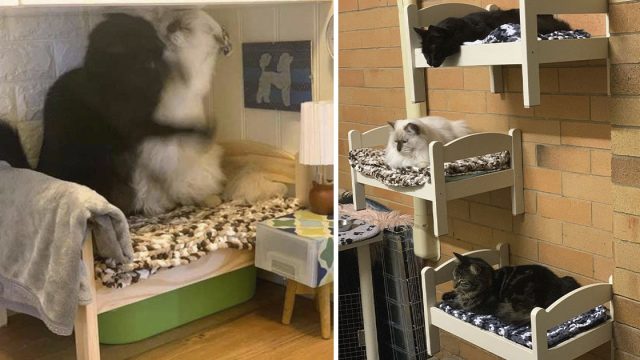 Los gatos no dejaban de pelear sobre la cama de muñecas así que cada uno obtiene una