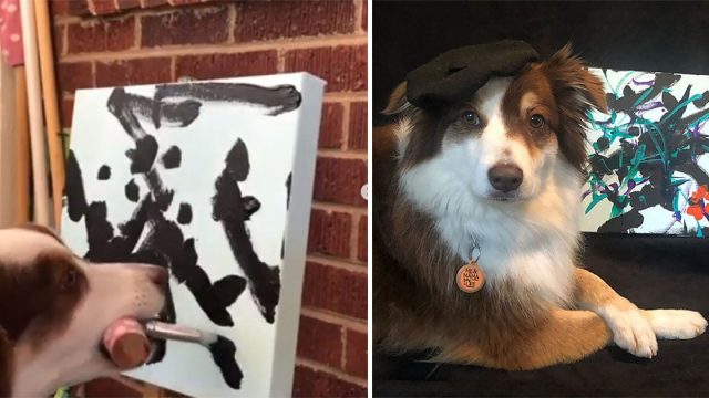 Perro pintor vende sus cuadros para recaudar dinero para la caridad