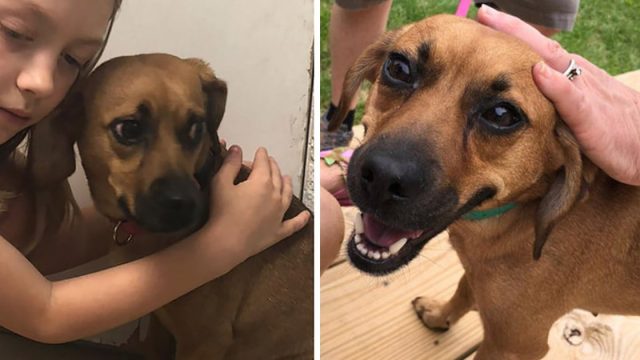 Perros antes después adopción
