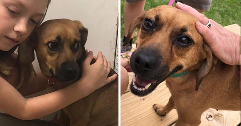 Perros antes y después de su adopción que les cambió la vida