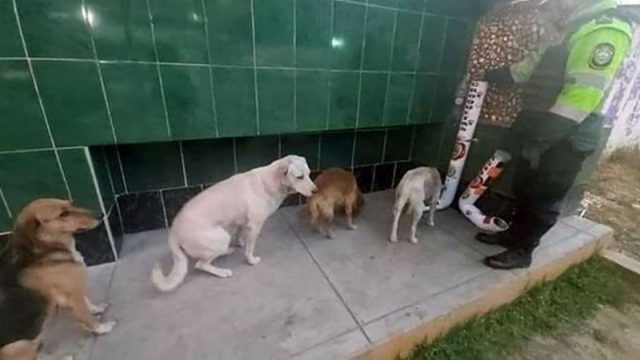 Perros de la calle hacen fila para alimentarse de los comederos