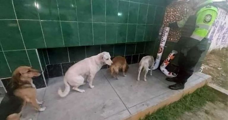 Perros de la calle hacen fila para alimentarse de los comederos que instalaron los policias