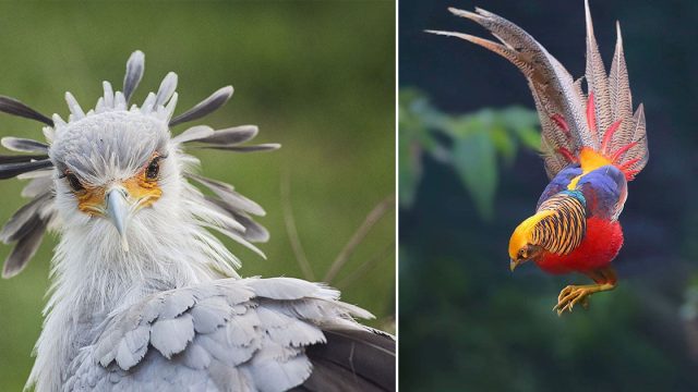 Pájaros extraordinariamente hermosos de los no has escuchado