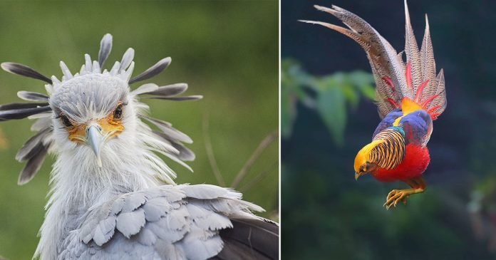 Pájaros extraordinariamente hermosos de los no has escuchado