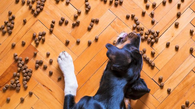 perro comiendo croquetas del suelo