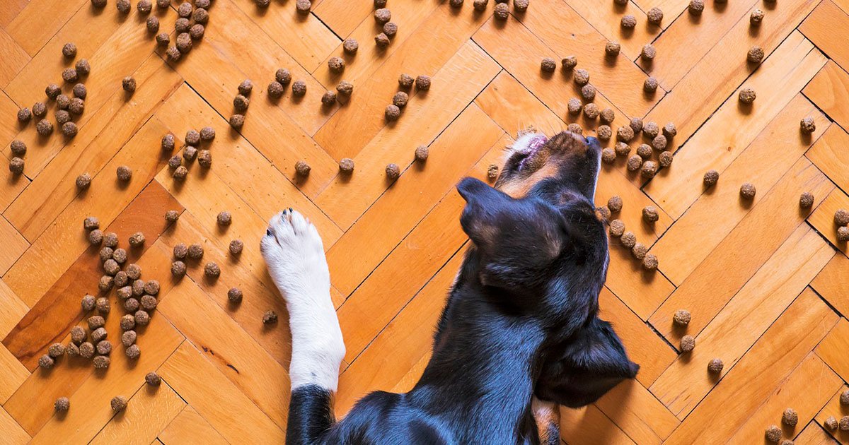 perro comiendo croquetas del suelo