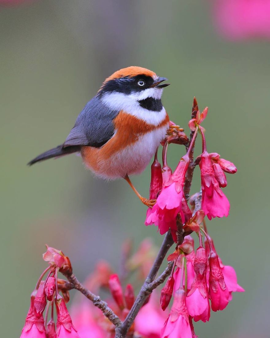 ave pequeña de nombre bushtit