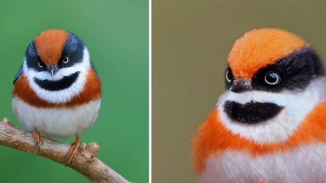 Aves pequeñas llamadas bushtit