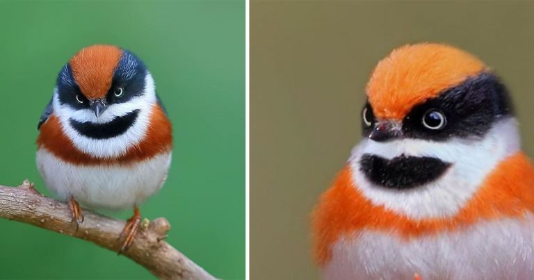 Este bushtit de garganta negra será lo más lindo que verás hoy