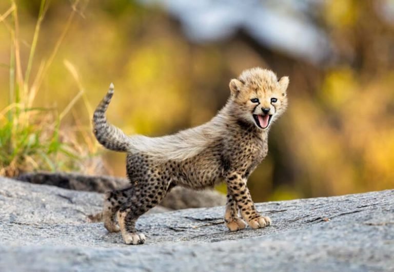 Adorables Cachorros De Guepardo Saludan Al Mundo Por Primera Vez adorables-cachorros-de-guepardo-saludan-al-mundo-por-primera-vez