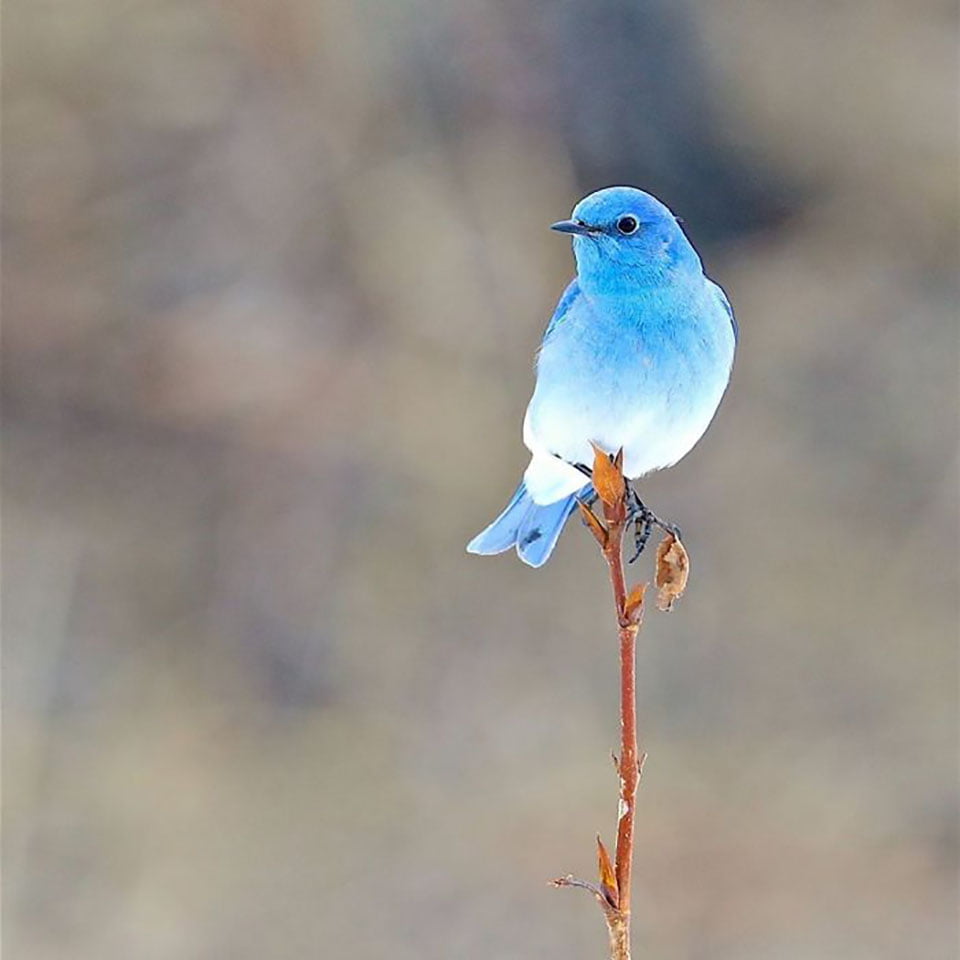 bluebird de montaña