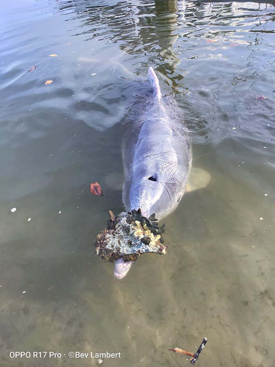 delfín lleva obsequio a cambio de comida