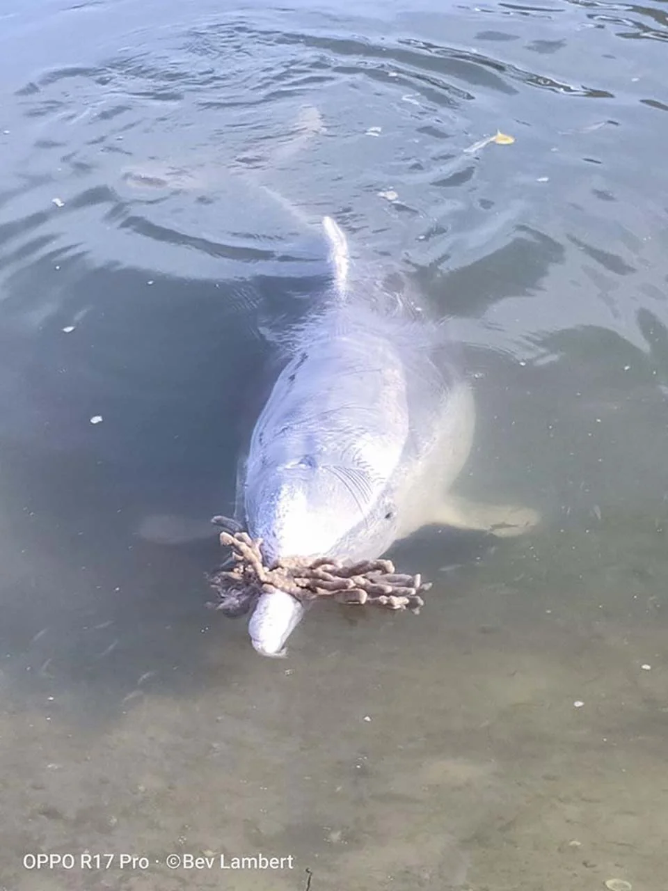 delfín en el océano