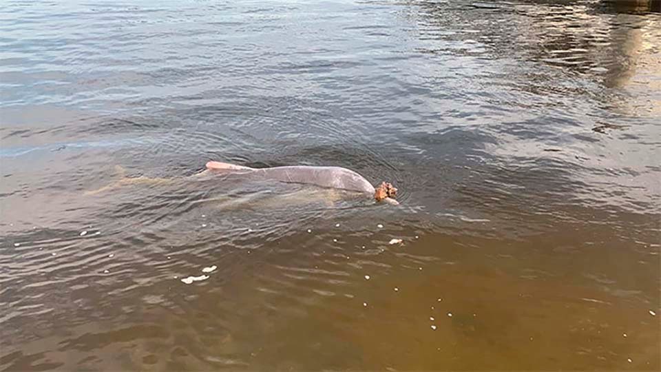Delfín trae regalos a los humanos del fondo del océano a cambio de comida 2 delfín en el océano