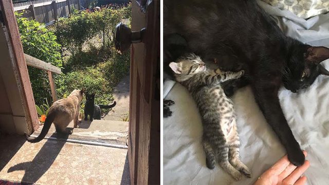 gata sin hogar pide ayuda para tener sus crías