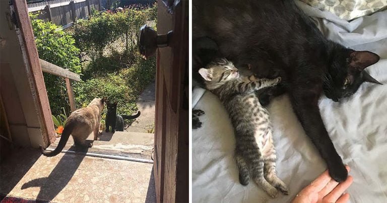 Gata sin hogar pide que la dejen entrar para que pueda tener a sus bebés