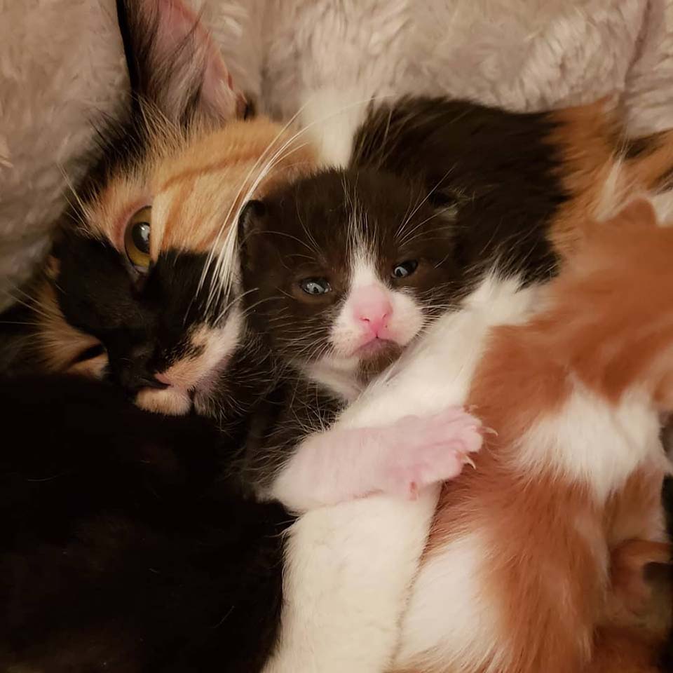 gatita y su bebé