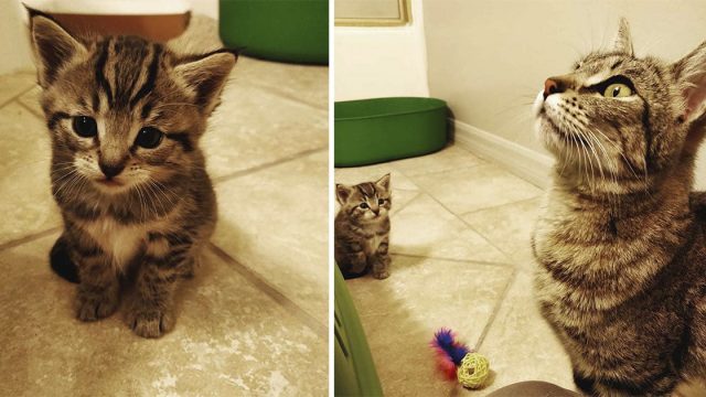 gatita y su bebé son rescatados