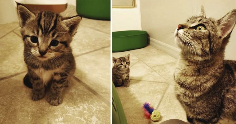 Esta gata está tan feliz de encontrar ayuda para su único gatito