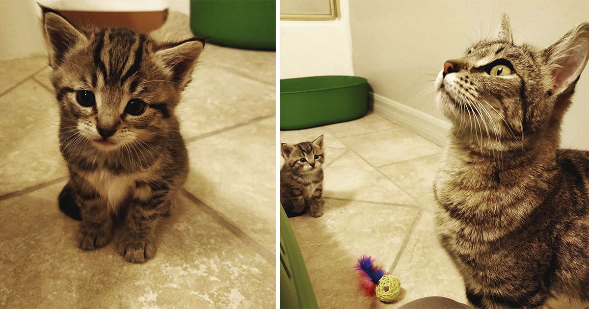 gatita y su bebé son rescatados